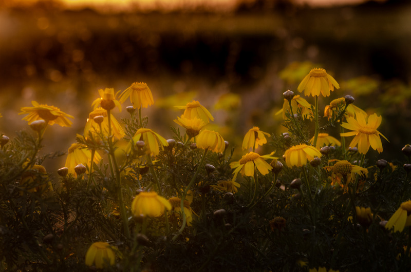 Canvas:  Dusk Blooms: Golden Moments in Maltese Meadows