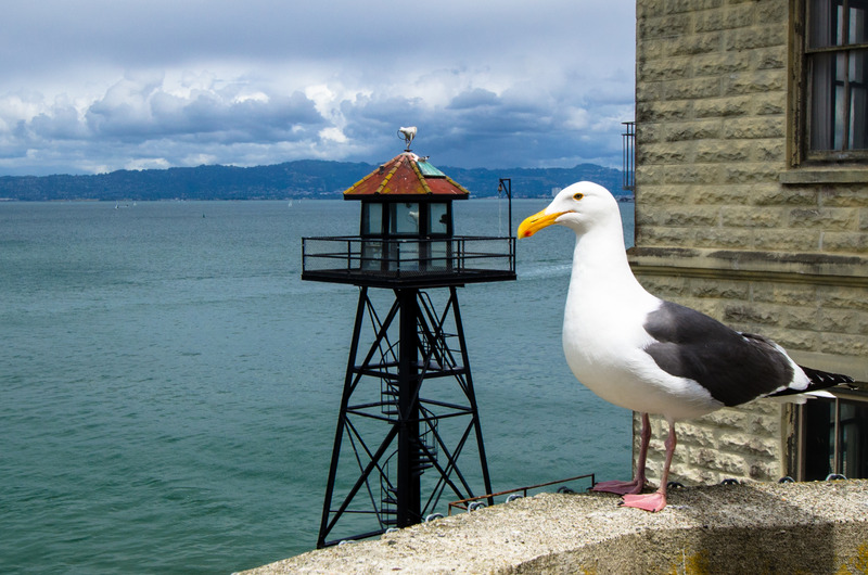 Canvas:  Solitude at Alcatraz: Seagull on the Wall