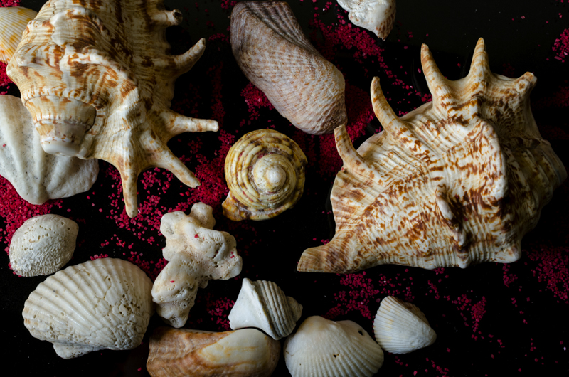 Canvas: Coastal Harmony: A Symphony of Seashells