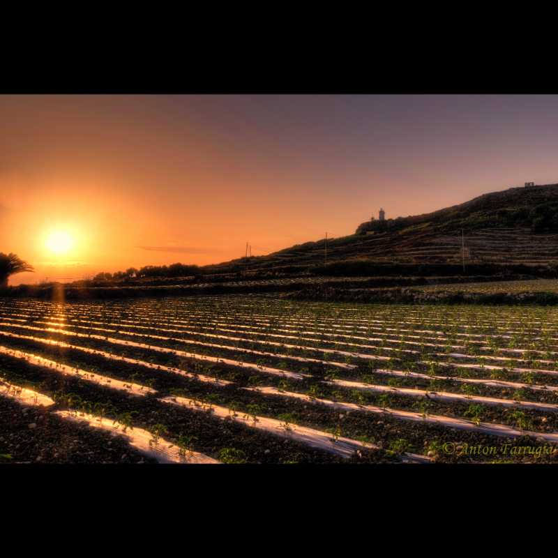 Classic Frame: Maltese Countryside Sunset: Fields of Radiance